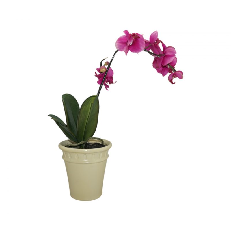 Orchidée Rose Artificielle avec Pot H60cm