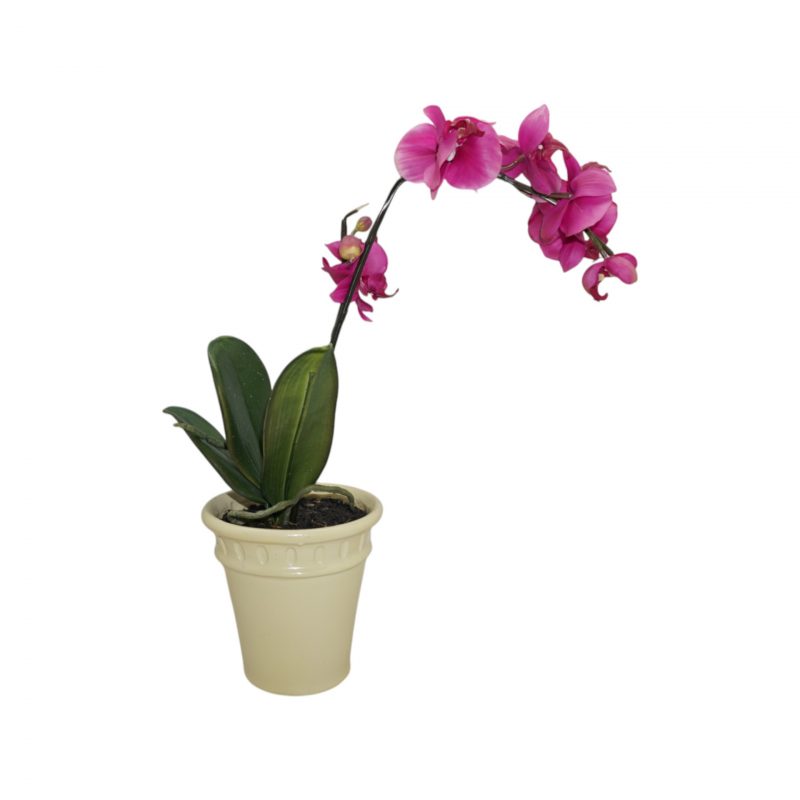 Orchidée Rose Artificielle avec Pot H60cm – Image 2