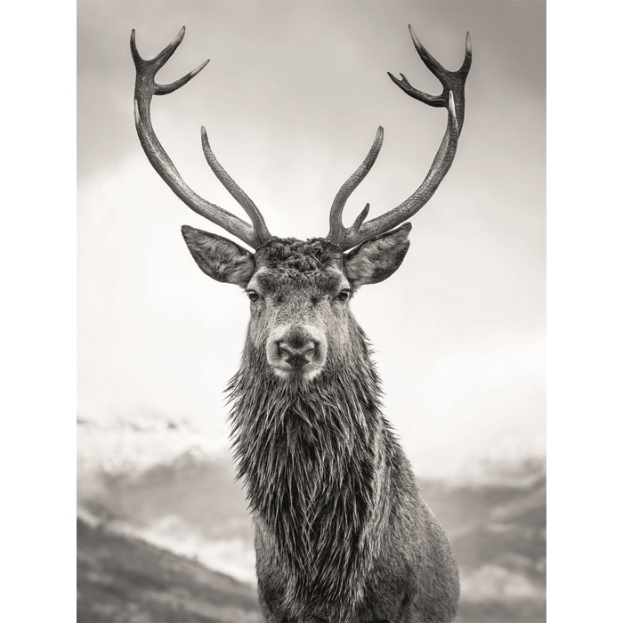 Toile Imprimée "Cerf Élégant" 46x61cm