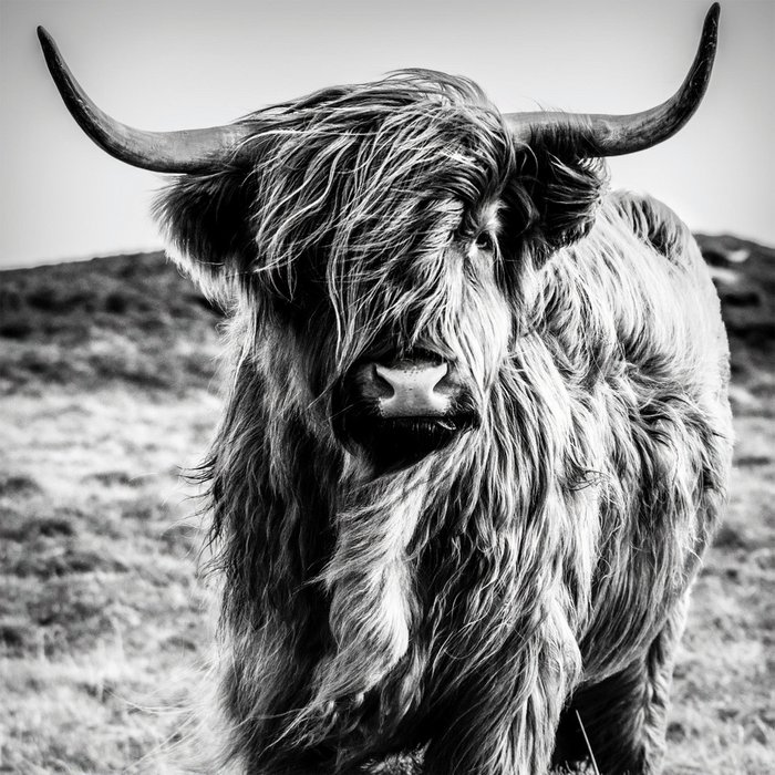 Toile Imprimée "Highland Élégant" 35x35cm