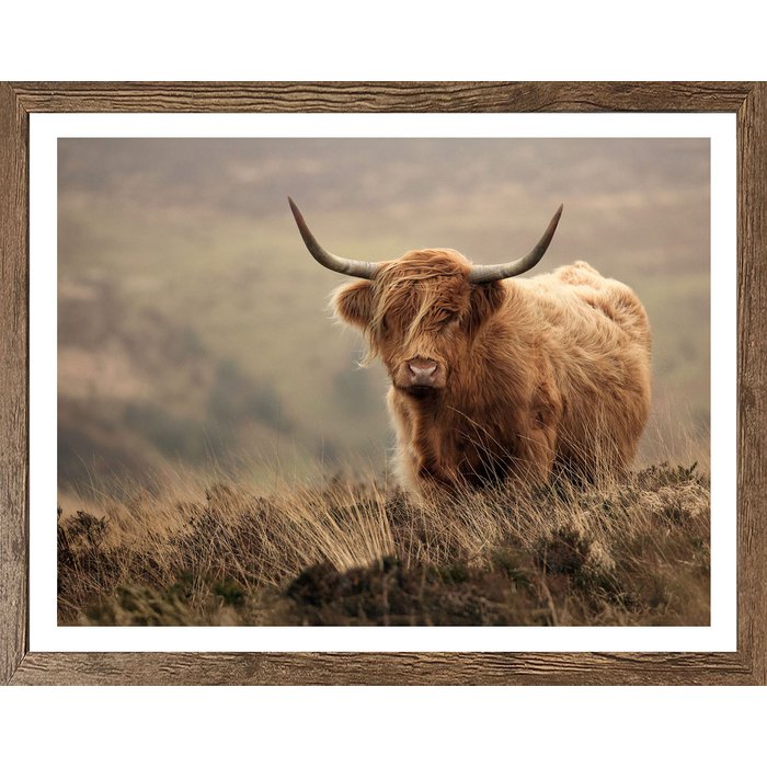 Tableau Encadré "Highland dans la Prairie" 40x50cm